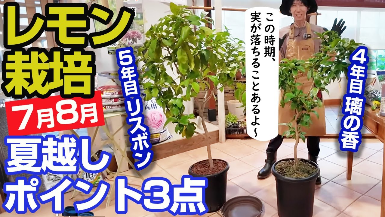 How to grow lemons in July and August] Three things to keep in 