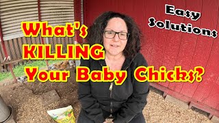 What's Killing Your Baby Chicks? The Number 1 Cause Of Death In Baby Chickens and EASY Solutions