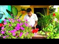 Life line of gardening black goldhow to use gobar khadcow dung manure