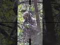 Страйкбол Снайпер #страйкбол #airsoft #ghilliesuit #airsoftgame #airsoftgameplay #airsoftvideo