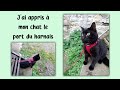 Comment habituer un chat au harnais ? 😻