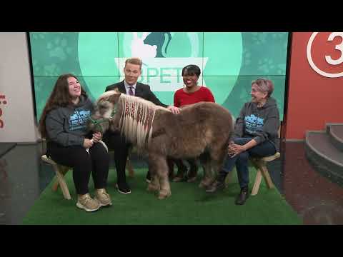 Mouse the horse from Happy Trails Farm Animal Sanctuary visits 3News: Ready Pet Go!
