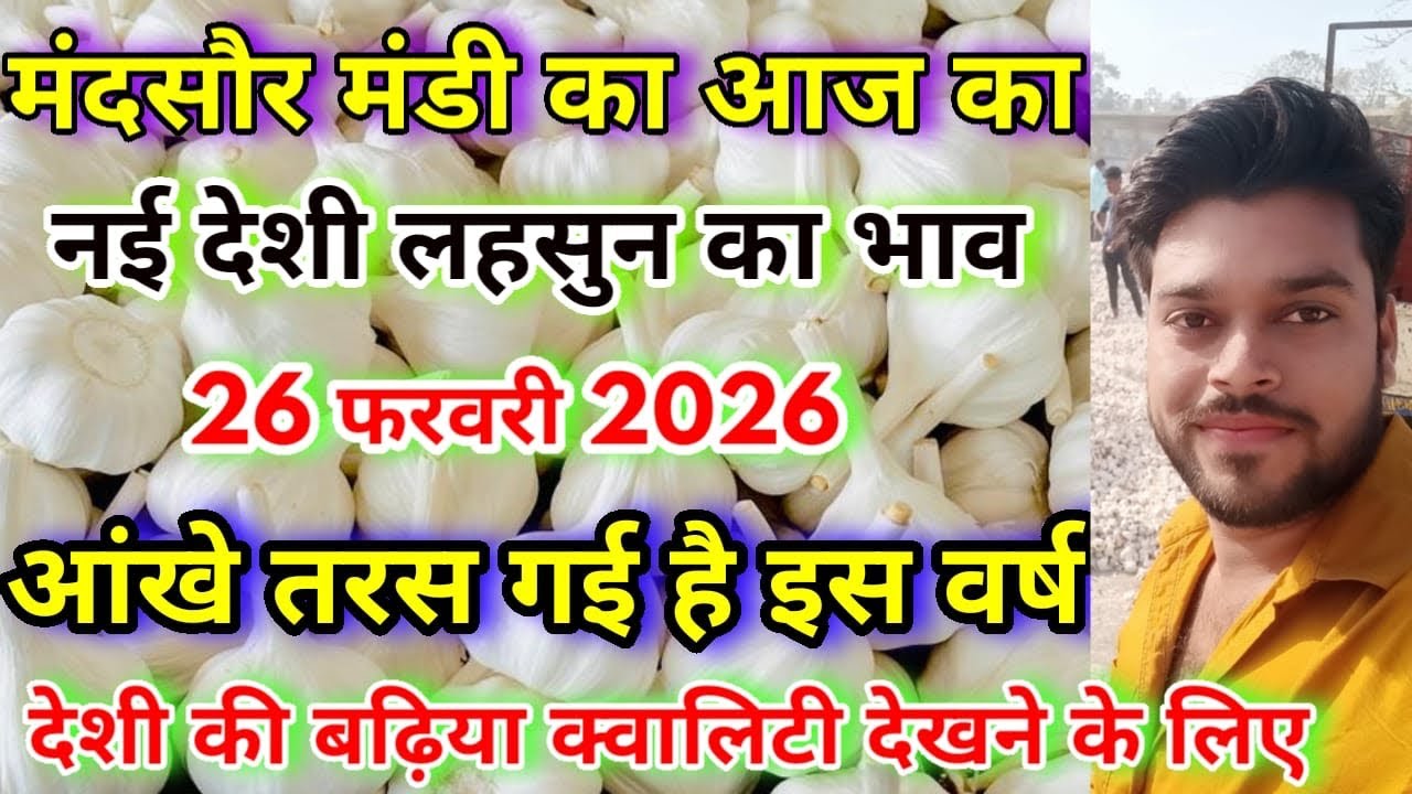 नई देशी लहसुन का भाव मंदसौर मंडी | Aaj ka lahsun ka bhav | Lahsun ka bhav aaj ka | Today garlic rate