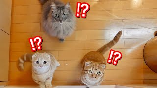 初めて鳥を見る子猫たちの反応が可愛すぎた。【マンチカン】