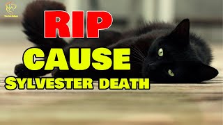 The Cause Sylvester Cat Passed Away, Sylvester The Talking Cat Of Steve Cash has passed away