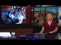 Tehama County confirms its 1st-ever wolf livestock kill