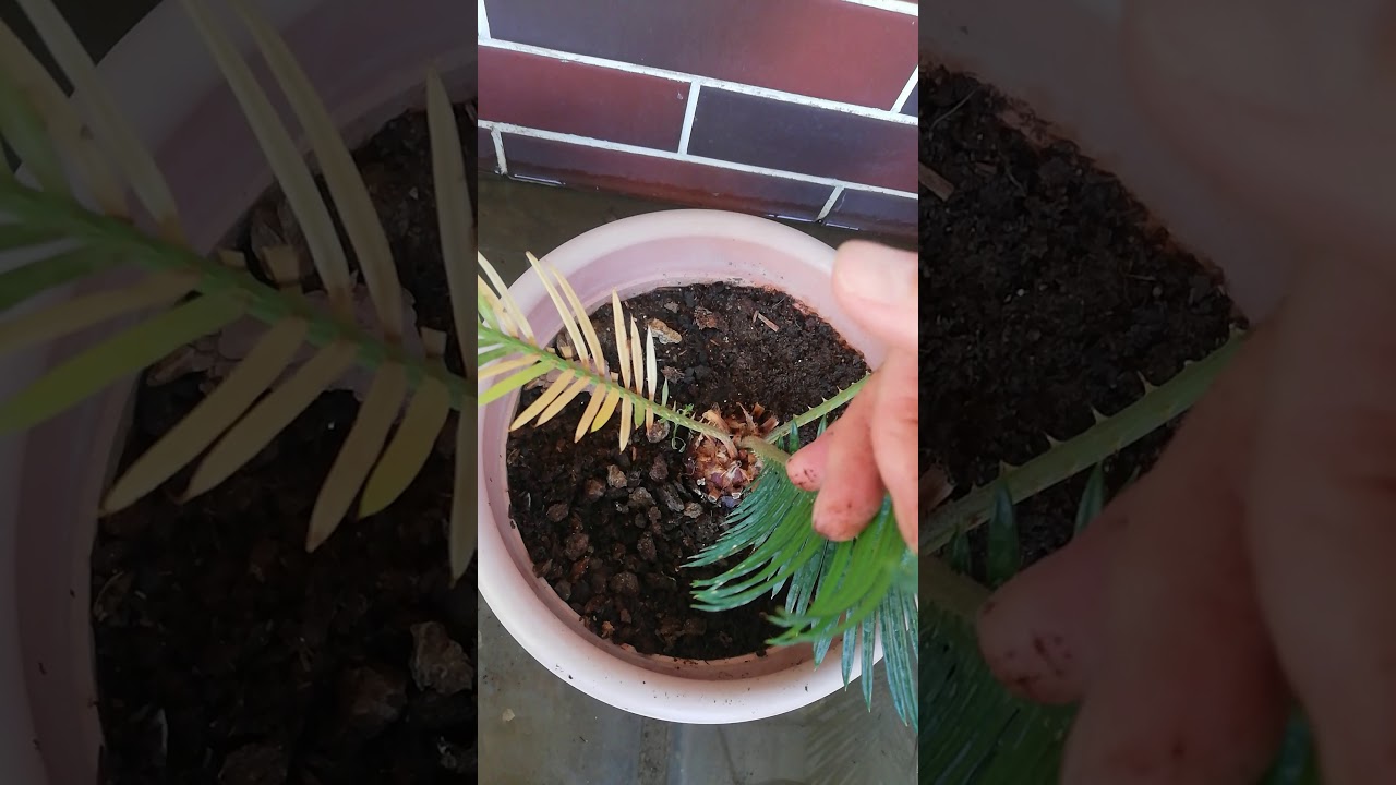 Гулдерiмнiн үшінші бөлiмi. Цикас.