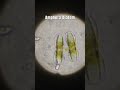 Life Under the Lens: Diatom Cell Division #microscope #science #paramecium #biology #diatomic