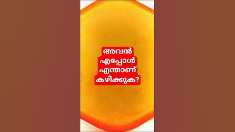 അവൻ എപ്പോൾ എന്താണു കഴിക്കുക/ തിരക്കിനിടയിൽ നമ്മൾ അതു മറക്കാം!!