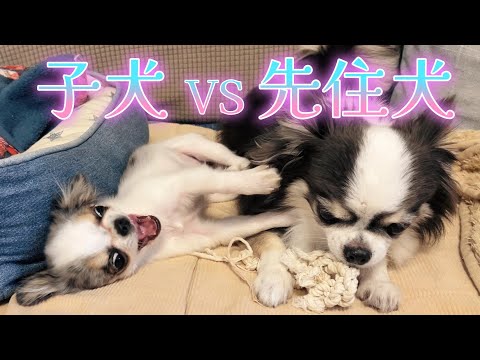 The playful interaction between a 4-month-old puppy and a senior