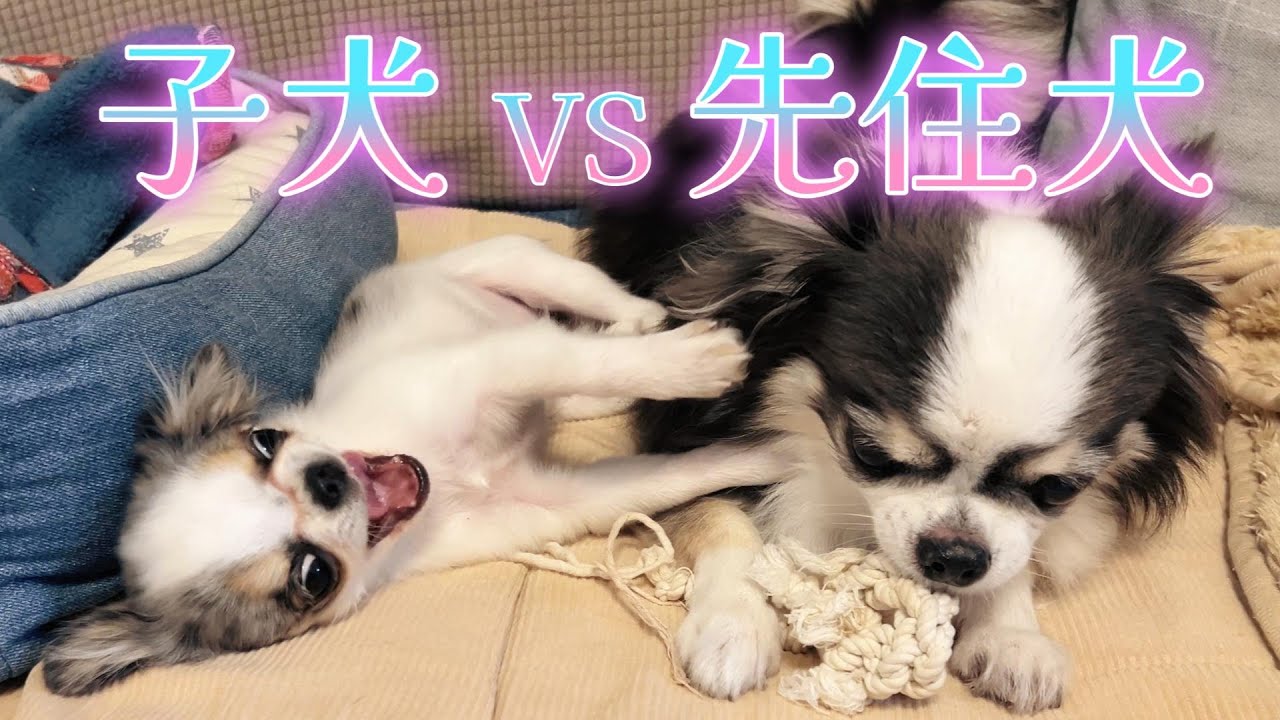 生後４か月の子犬とシニア犬のじゃれ合いが可愛過ぎて癒されました！！