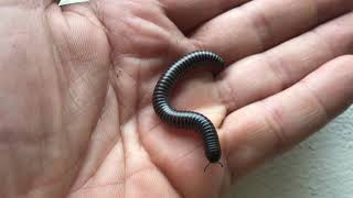 Millipede spec.