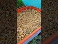 How We Grow Hydroponic Fodder For Our Cows From Maize And Wheat Agriculture Hydroponics Fodder How We Grow Hydroponic Fodder For Our Cows From Maize And Wheat Agriculture Hydroponics Fodder