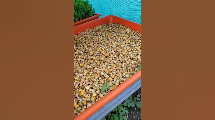 How we grow Hydroponic Fodder for our Cows from Maize and Wheat #agriculture #hydroponics #fodder