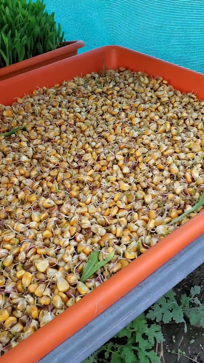 How we grow Hydroponic Fodder for our Cows from Maize and Wheat #agriculture #hydroponics #fodder
