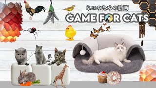 CAT GAMES | Special Edition Cat TV Show | 11 HOURS | NO ADS 🐟🧵🦜🐜🐞 screenshot 5