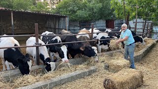 RELEASING PREGNANT COWS [GoPro]