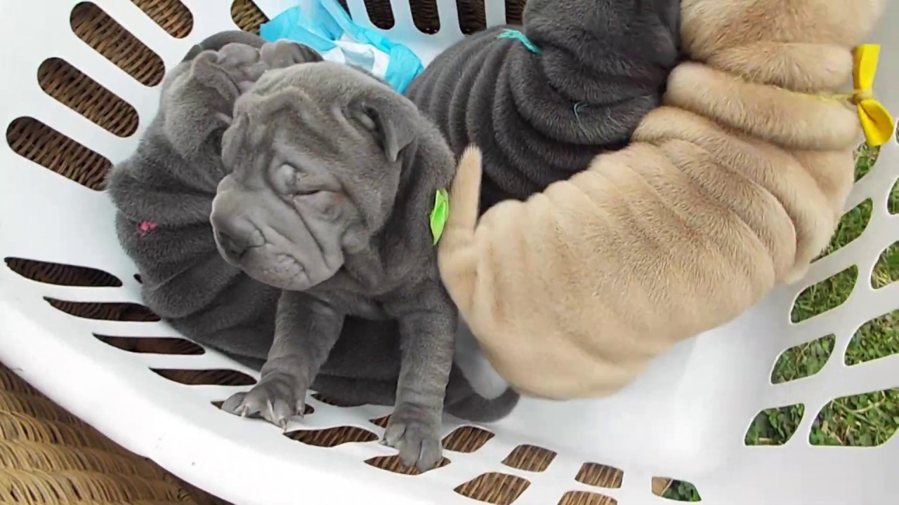 gilberts shar pei