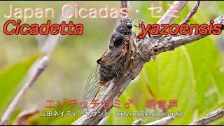 エゾチッチゼミ 鳴き声 Cicadetta Yazoensis Youtube エゾチッチゼミ 鳴き声 Cicadetta Yazoensis Youtube