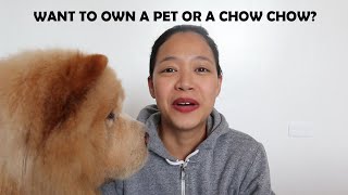 TIPID TIPS IF YOU WANT TO OWN A PET OR CHOW CHOW (Vlog#79)