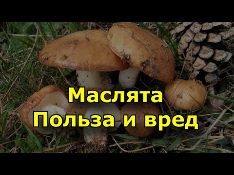 Маслята - Калорийность , польза и вред.