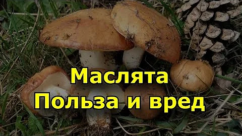 Маслята - Калорийность , польза и вред.