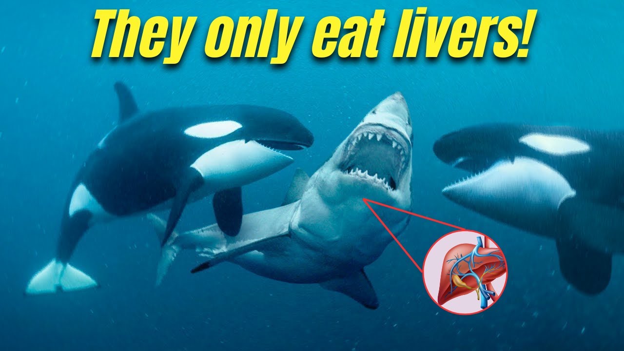 Why Killer Whales Are Squeezing Out Great White Livers? - YouTube