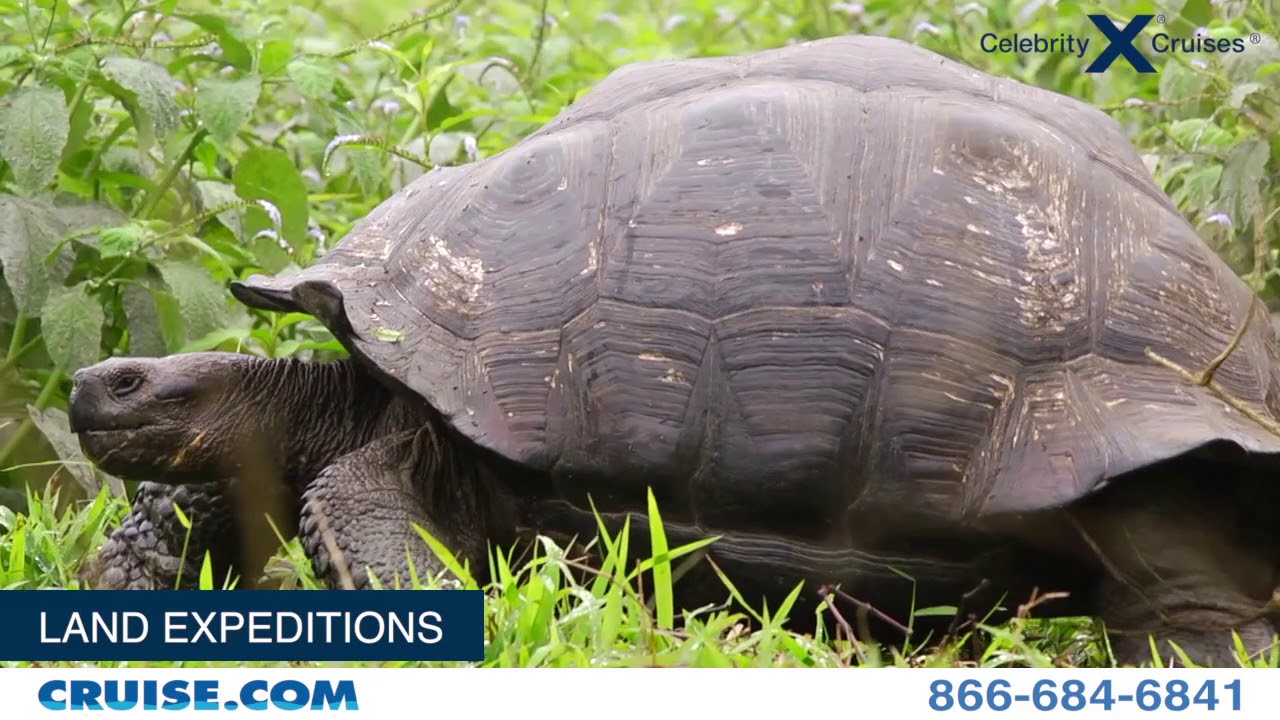 Celebrity Cruises Galapagos Islands