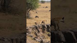 Hyenas Tread, Monkeys Watch, Scent Of Carrion Stirs