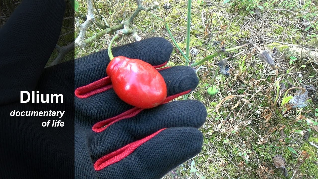 Tree pepper (Capsicum pubescens) - part 1