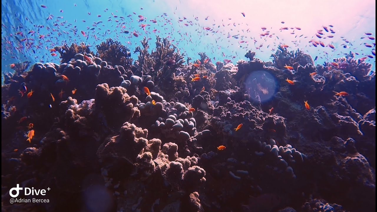 The Elphinstone top scuba diving spot YouTube