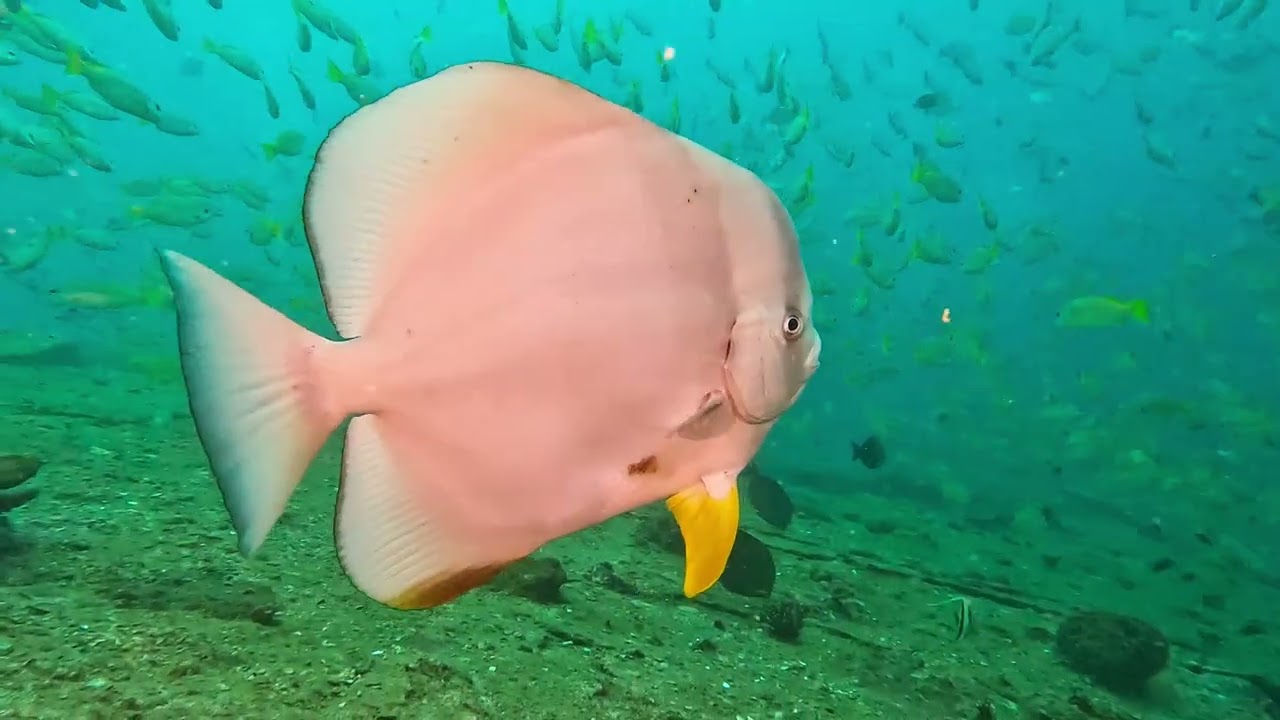 22 12 09 Thailande Similan spécial dédicace pour la 500 ème plongée de Stefan