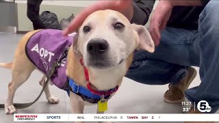 If youโre a dog lover, the Monsters and Cleveland APL have the program for you.