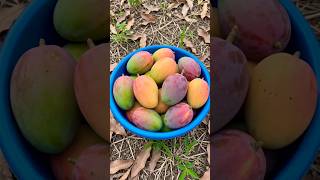 Mangos Panades Nativos Del Salvador #torogos #mangoseason #elsalvador #shortsviral