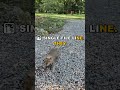 The Terrifying Secret Capybaras Do at Night