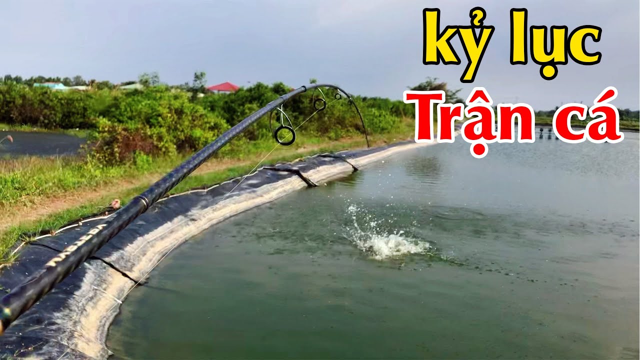 Đụng trận cá phải nói là nghẹt thở | THÚ VUI MIỀN TÂY. 887