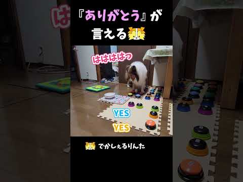 『ありがとう』が言えるシェルティ【会話ボタンでしゃべる犬】 #shorts #dog