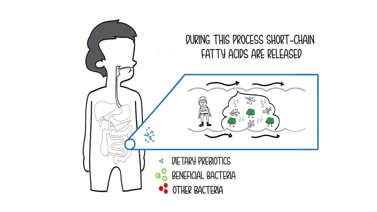 BENEO Whiteboard Video Prebiotic Effect
