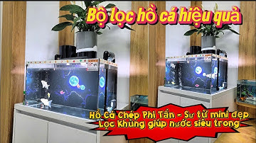 Bộ Lọc Hồ Cá Chép Phi Tần + Chép Sư Tử Bằng 2 Ống PVC Nước Siêu Trong - Lọc Khá Ổn.Hồ A Ba ở Hà Nội.