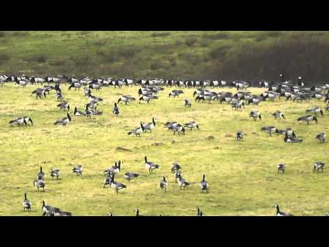 Barnacle Geese, Loch Gorm, Islay 17th February 2015