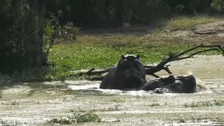 Hippos mating
