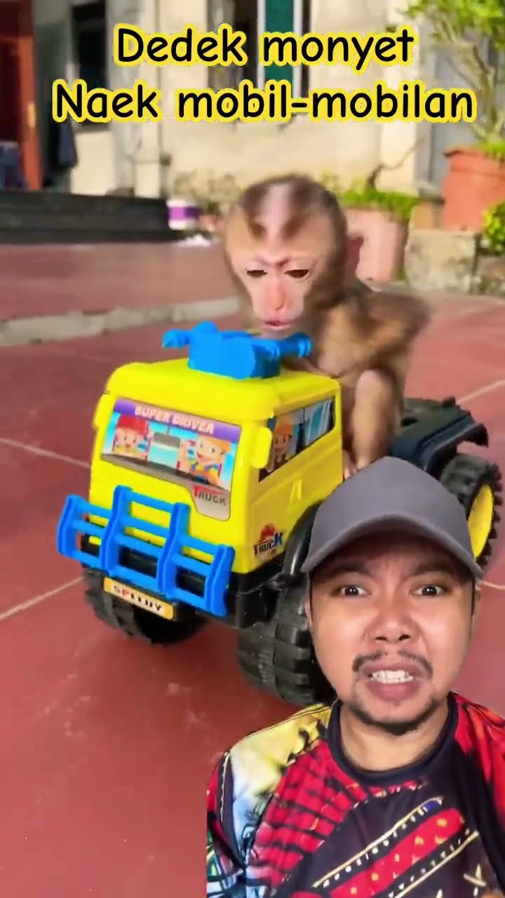 DEDEK MONYET NAEK MOBILAN!!?? #monkey #babymonkey #animals #cute #shortsfeed