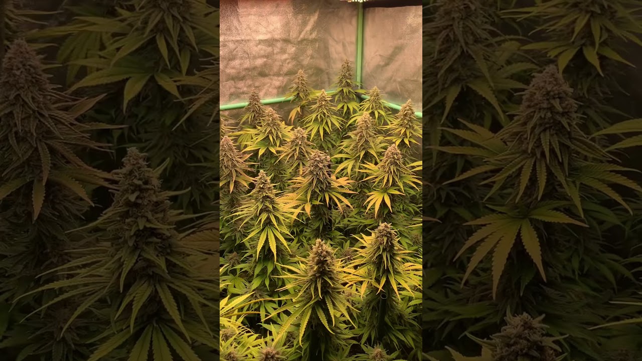 SOG strawberry kush…white label (sensi seeds)
