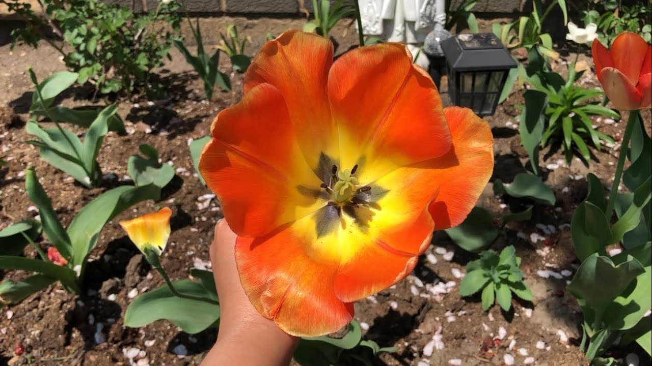 Tulips 2022 YouTube