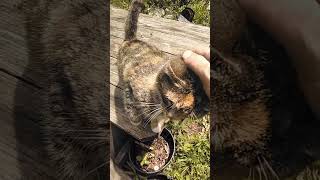 Feral Cat And Kittens 05-22-2024 #beautiful #love