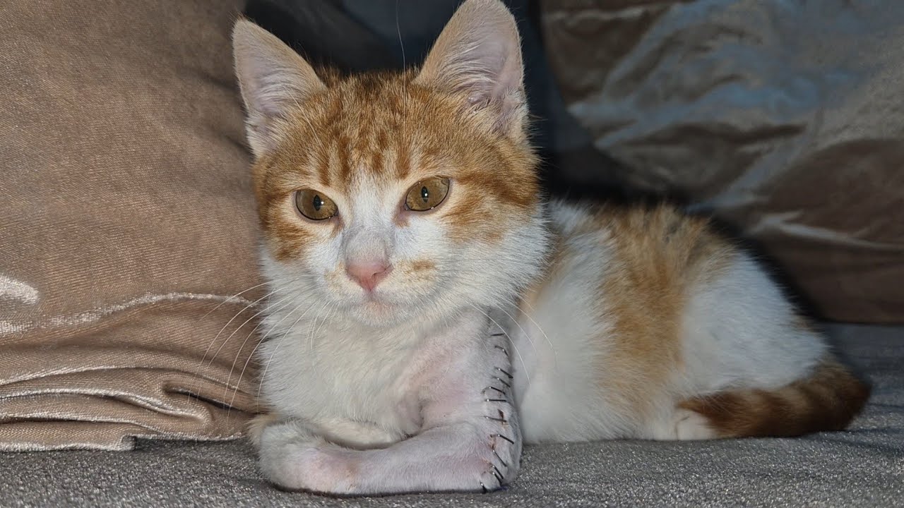 Little Fighter: Güneş the Broken Legged Kitten.