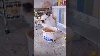 Making Boba Tea For Bunny