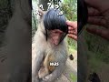 This Monkey Blushes Like a Shy Bride #foryou#shorts