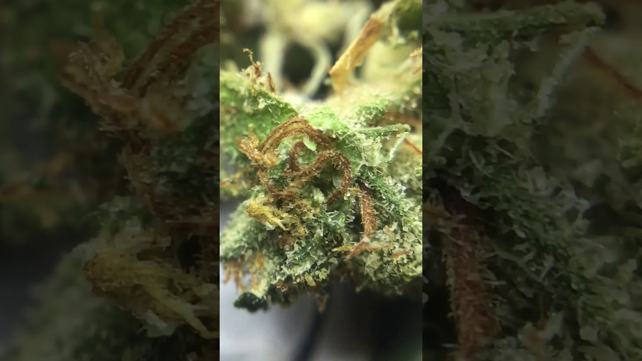 New *Super Exotics* Strain “Martian Candy OG” Straight Fire