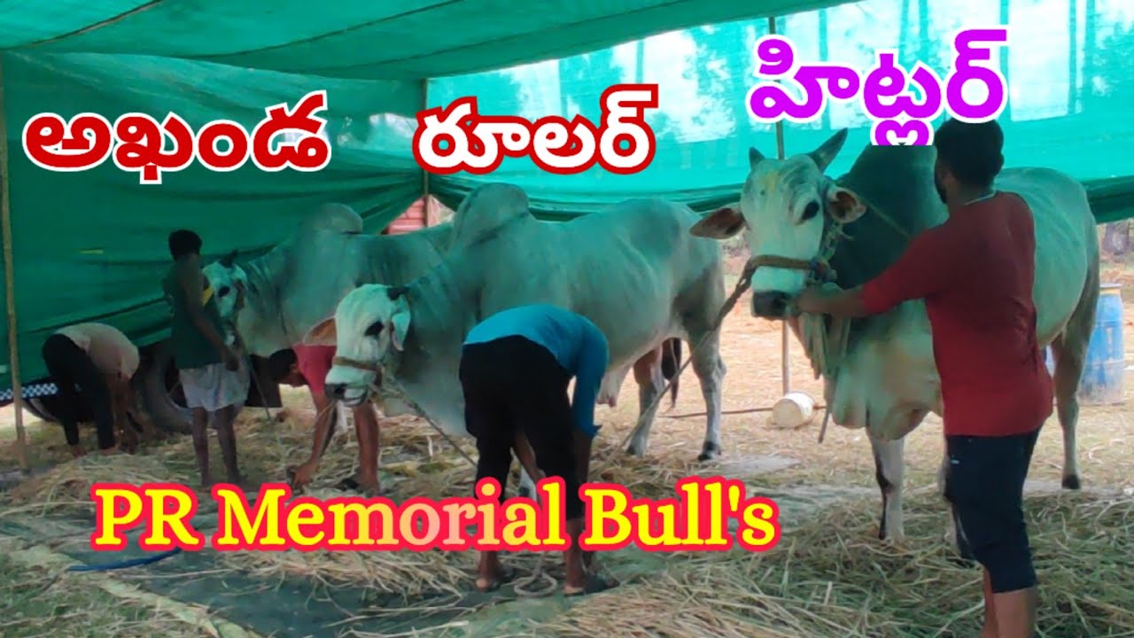 PR Memorial Bull's kunchanapalli, taadepalli mandalam, guntur,in